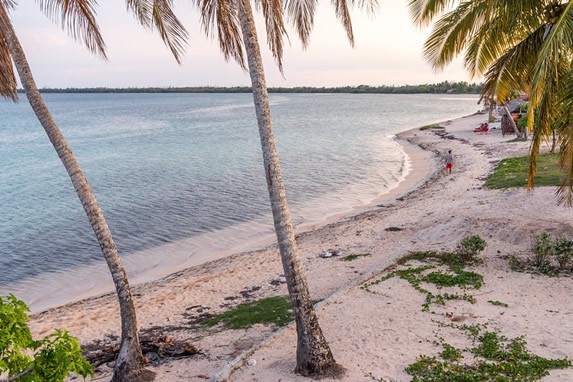 vista de una playa desierta con palmeras