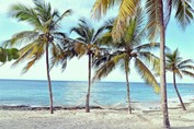 playa con palmeras y hamacas