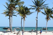 palm trees and sun loungers on the beach