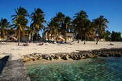 rocky beach surrounded by palm trees