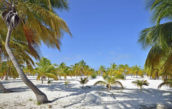 beach surrounded by palm trees