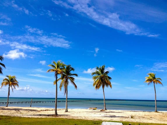 golden sand beach with palm trees