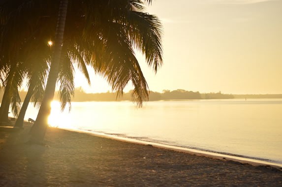 sunrise on the beach with palm trees