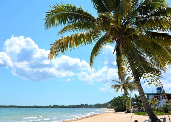 playa con palmeras en la arena