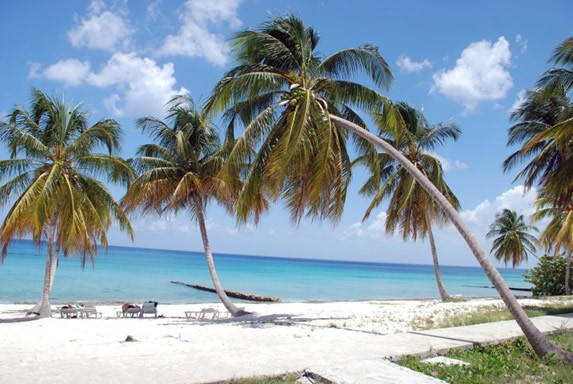 playa con palmeras y tumbonas