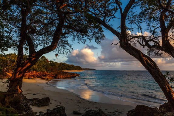 view of the beach with vegetation on the shore