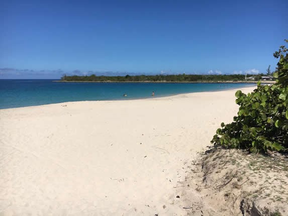 playa desierta con vegetación abundante