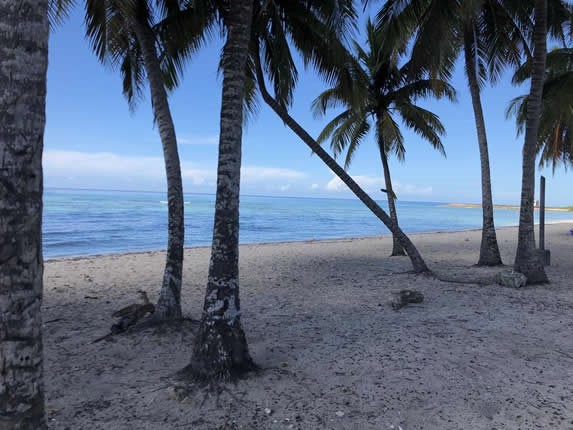 view of a deserted beach with palm trees