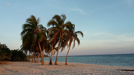 view of a deserted beach with palm trees