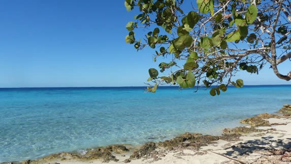 playa con orilla rocosa y planta de uva caleta