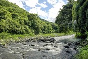 río con rocas rodeado de vegetación