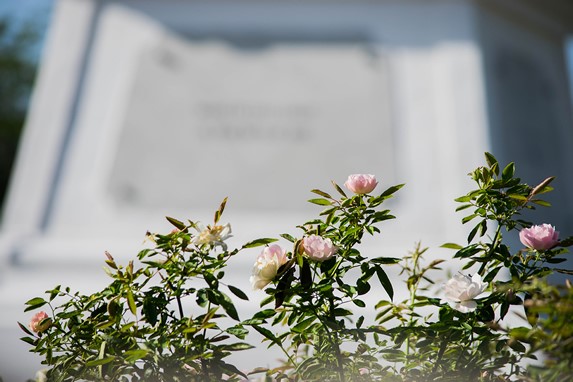 rose bush next to the marble monument