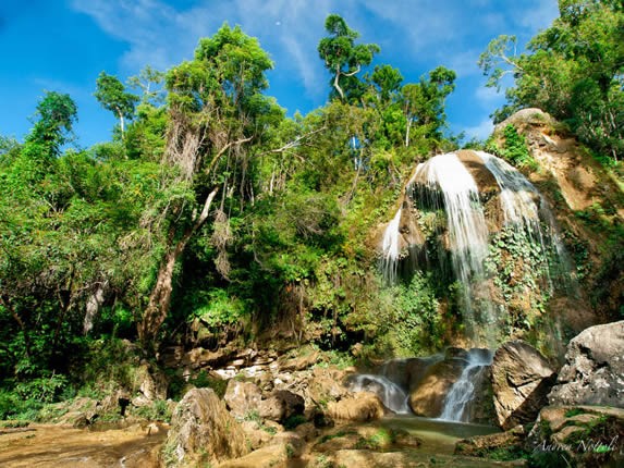 waterfall surrounded by abundant vegetation