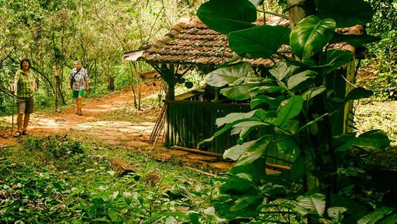 wooden house on a path full of greenery