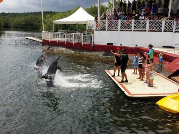 dolphin trainers at the show