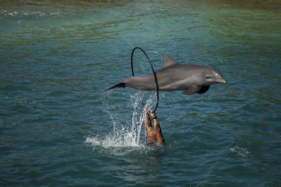dolphin jumping with its trainer