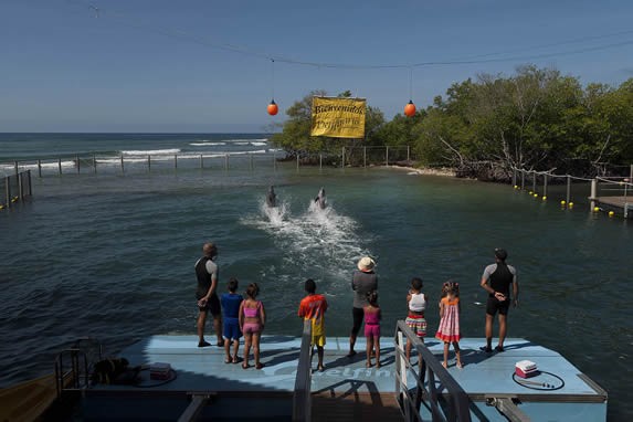 entrenadores con delfines en el espectáculo