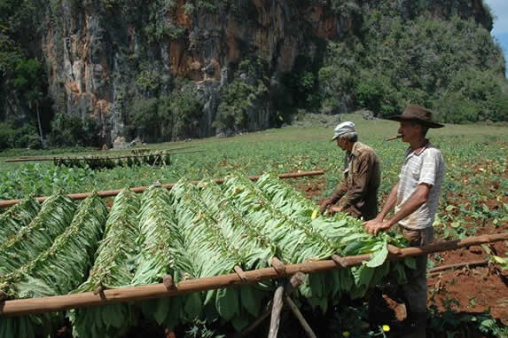 hombres cosechando tabaco en el valle