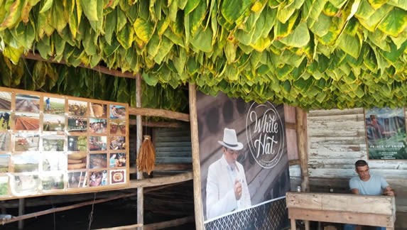 tobacco leaves hung under guano roof