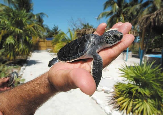 person holding baby sea turtle