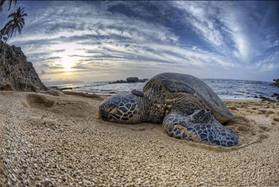 Turtle on the beaches of the national park