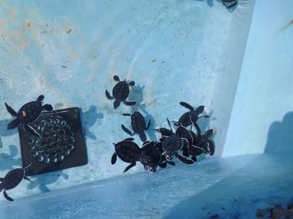 pond full of small sea turtles