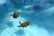 small turtles in a clear water pond