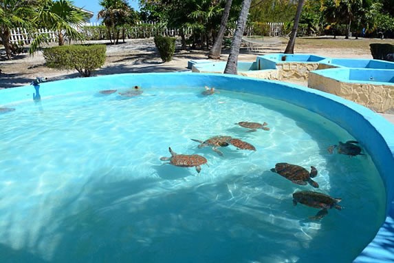 estanque lleno de tortugas marinas medianas