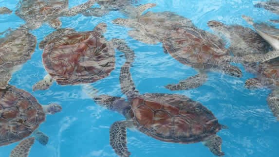 estanque lleno de tortugas marinas medianas