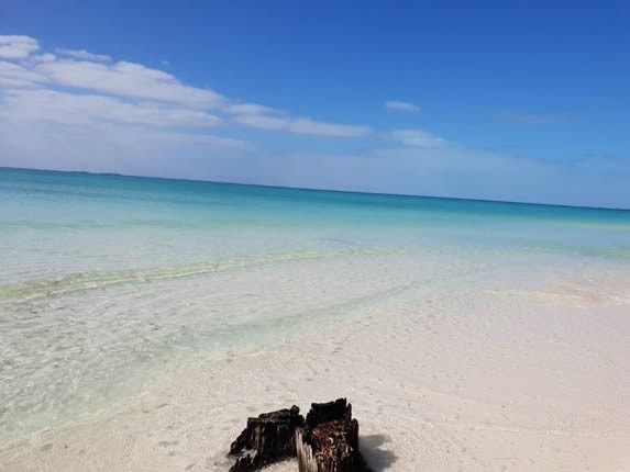 tronco de árbol a la orilla del mar