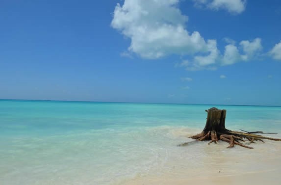 tronco de árbol con raíces a la orilla del mar