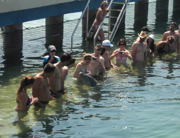 group of tourists in the water with dolphins