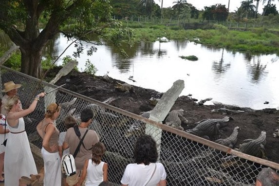 tourists watching crocodiles in the hatchery