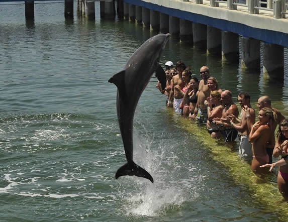 dolphin jumping in front of the spectators