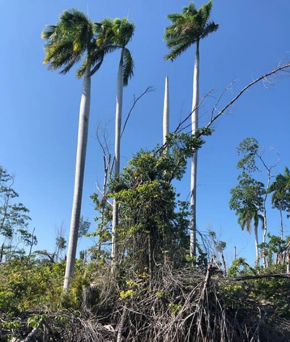 palm trees in the lagoon under the blue sky