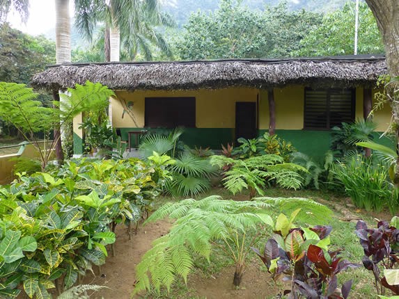 guano roof house surrounded by plants