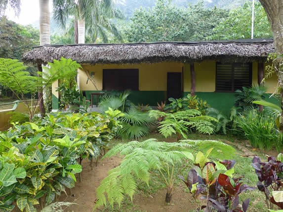 casa con techo de guano rodeada de plantas