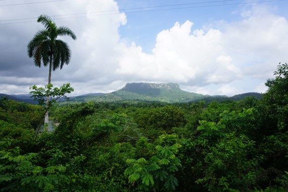 view of the mountain surrounded by vegetation