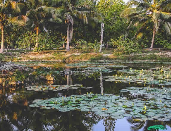 lagoon surrounded by greenery 