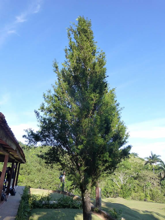 pequeño pino en la pradera 