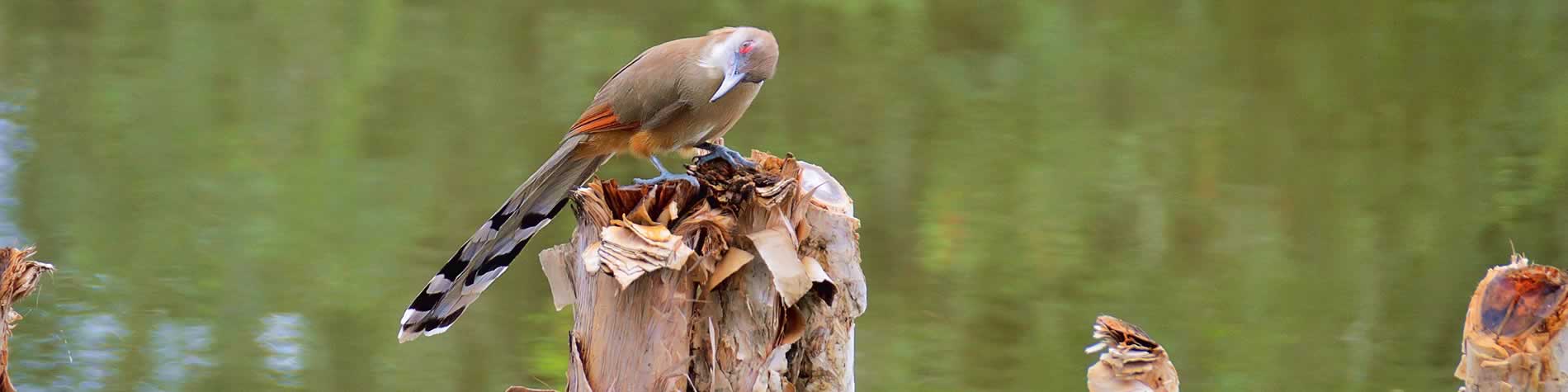 Cuban lizard cuckoo at Zapata Swamp